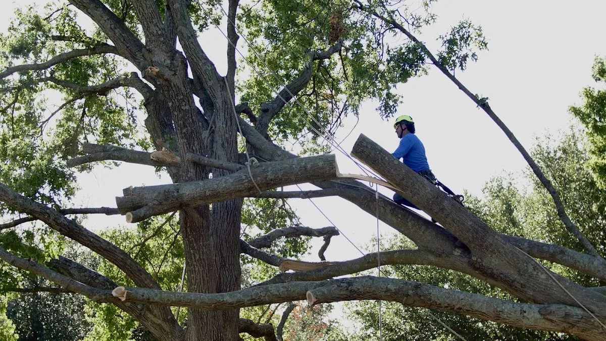 Professional Crown Thinning performed by certified arborists in Leburn