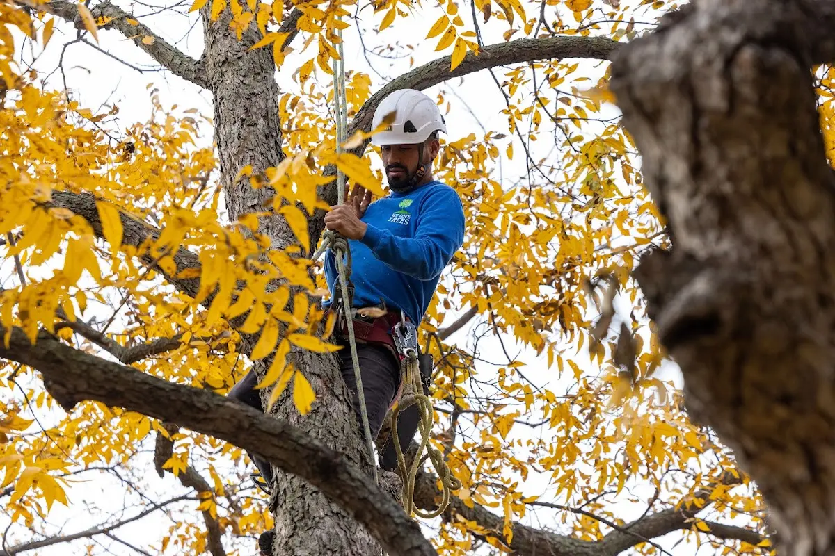 Skilled Emergency Tree Service crew working in Leburn